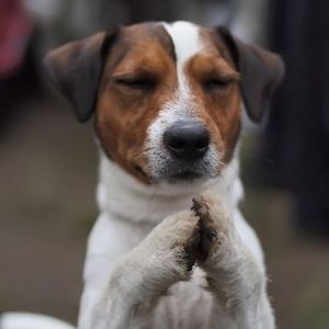 Meet your Posher, Ginger